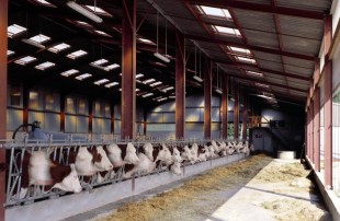 Bâtiment élevage vaches laitières